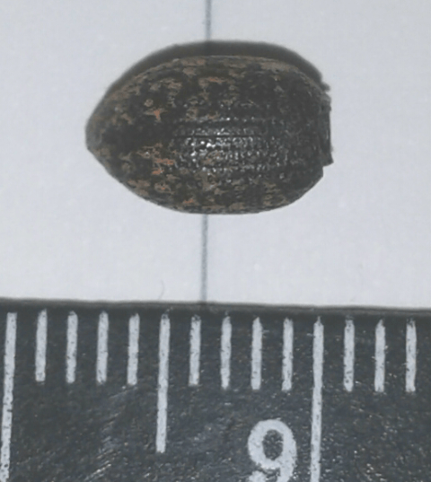 Coleottero da ID (Curculionidae?): cfr. Otiorhynchus sp.